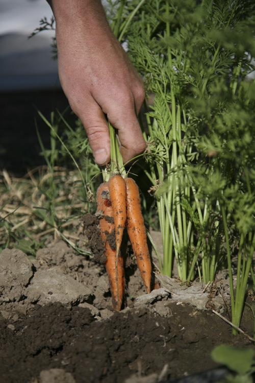 COMPOSTING