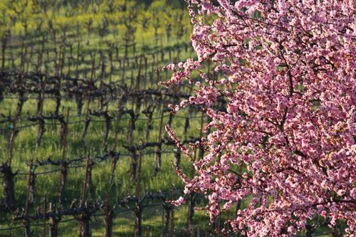 Warm weather turns to rain