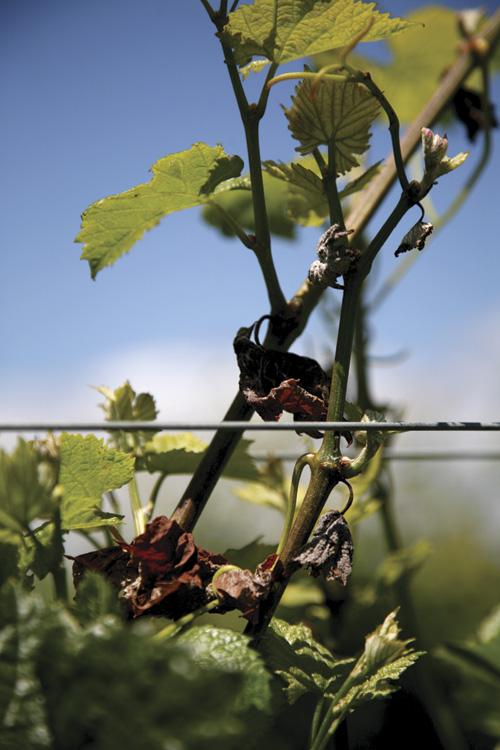 Pinot vines not weathering well