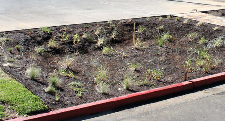 New rain garden takes root at Healdsburg High