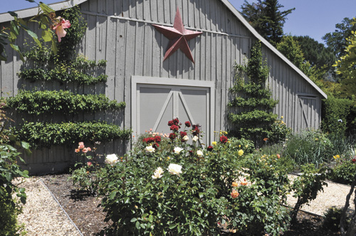 Sonoma County Master Gardeners: Answers for the home gardening blues