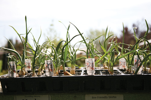 Predicting and planting Planning local food gardens in weird weather