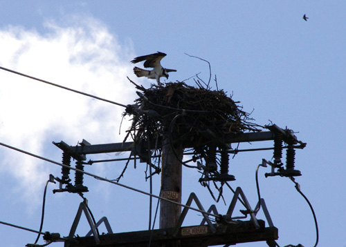 Stubborn raptors rebuild nest atop utility pole