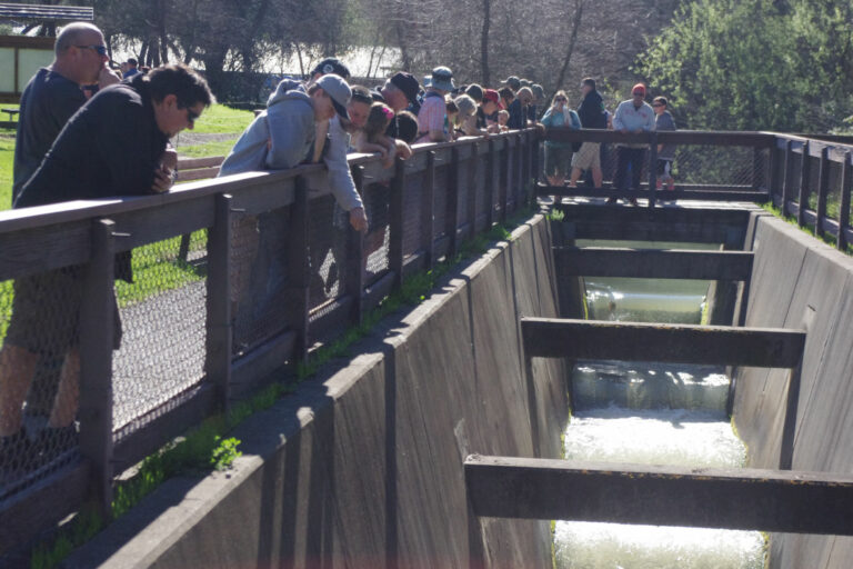 Steelhead Festival returns to Lake Sonoma