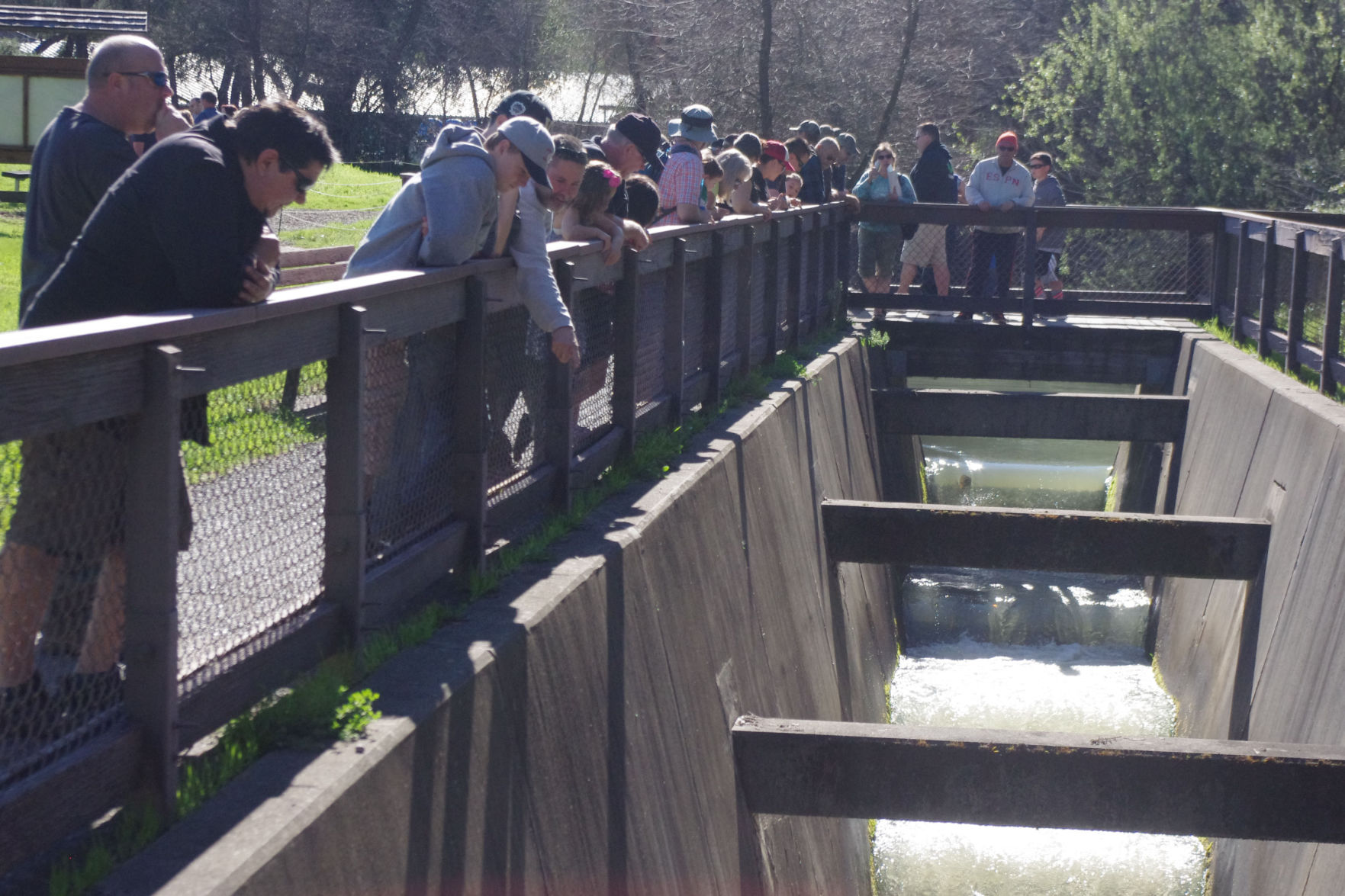 Steelhead Festival returns to Lake Sonoma Healdsburg Tribune