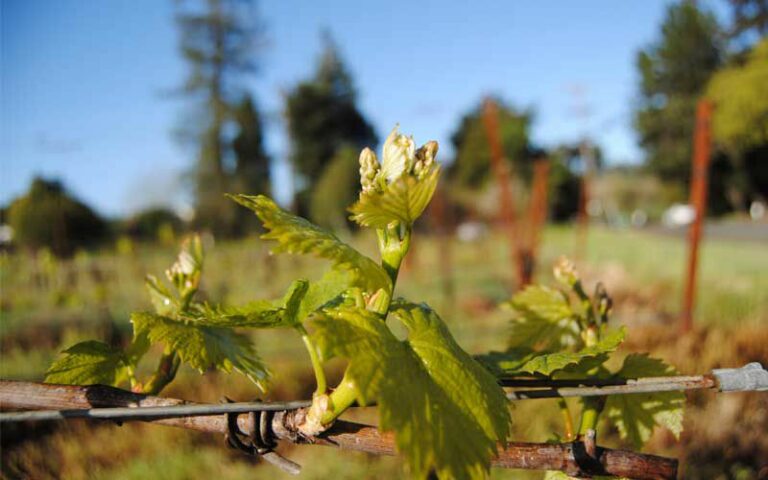 Vine-loving weather means headaches for others