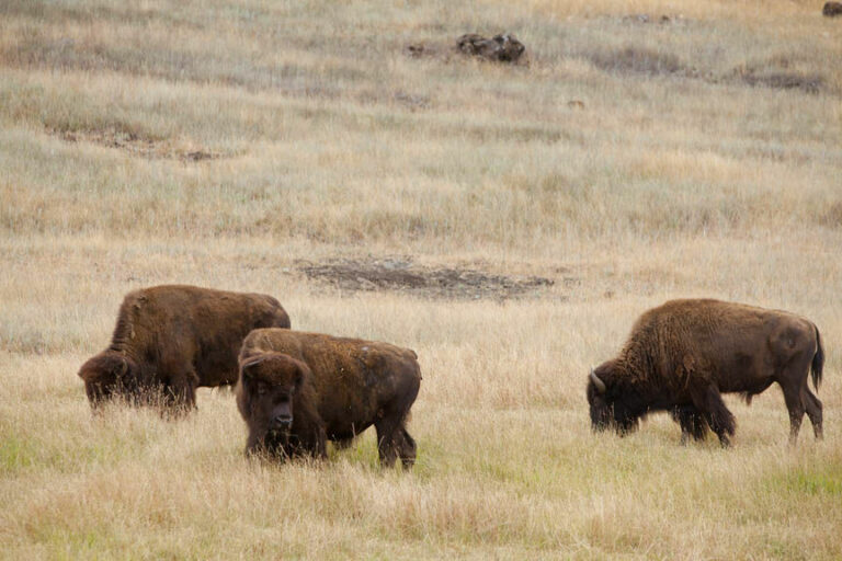 That’s not a cow: The story of the Chalk Hill Buffalo