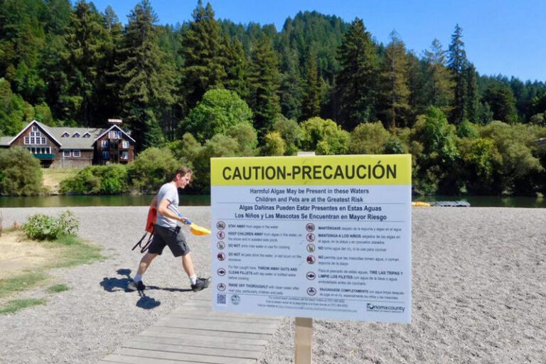 Blue-green algae toxin caution signs return to Russian River