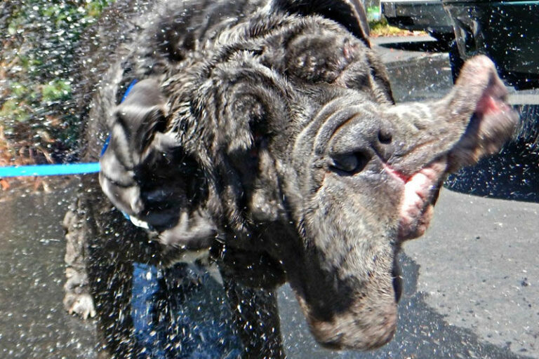 Come meet Martha, Sonoma County’s biggest and drooliest celebrity