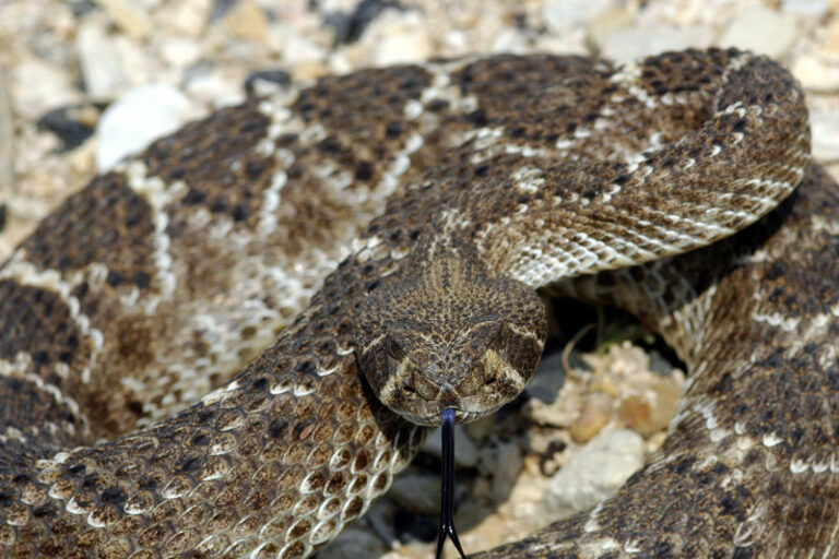 Rattlesnake avoidance training seminar for dogs in Sonoma County