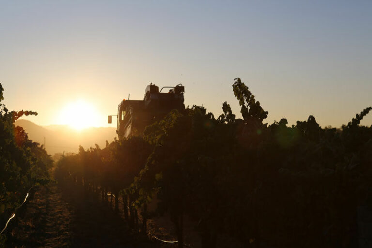 SLIDESHOW: Mechanical Harvesting, Alexander Valley