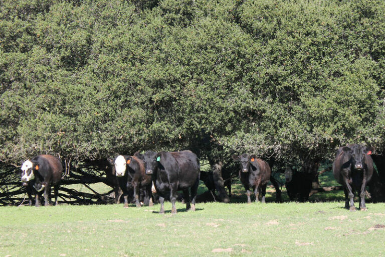 Shone Farm undergoing major restructuring in 2018