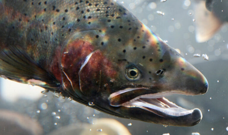 Steelhead Festival welcoming the splash