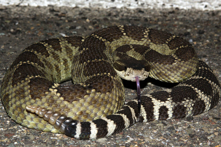 Watch where you step: rattlesnake season in Sonoma County