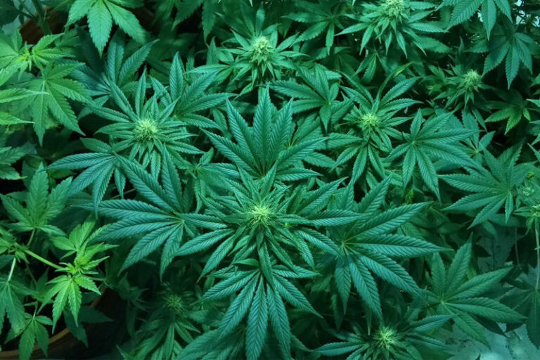 Pot permit OK’d on Sweetwater Springs