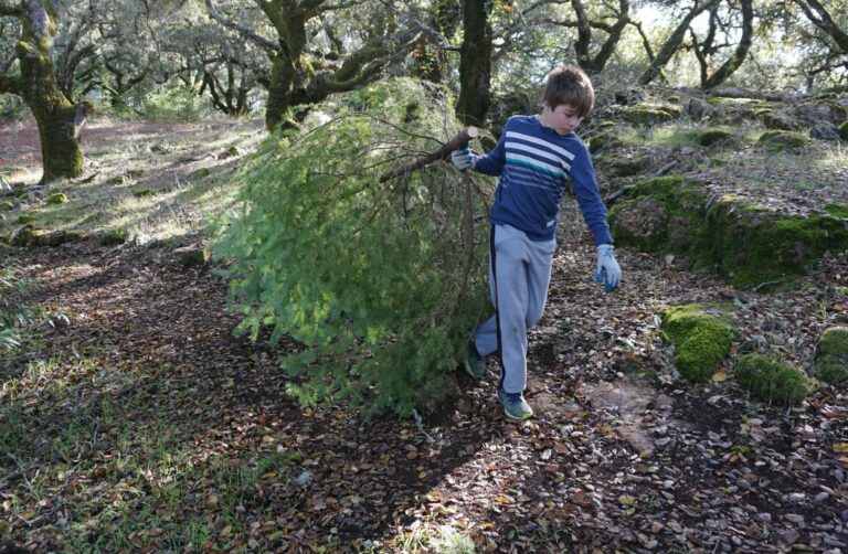 For fire fuel management LandPaths is letting people harvest their own fir trees