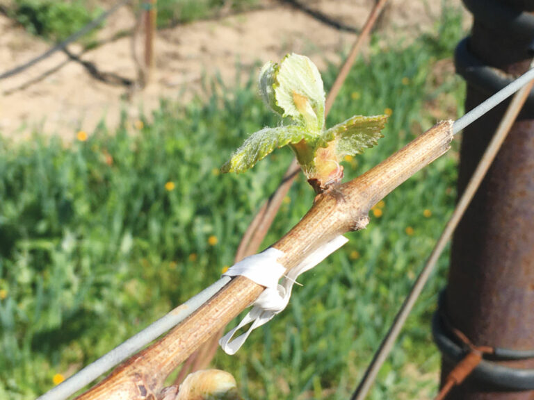 Local vines wake up for an early “bud break”