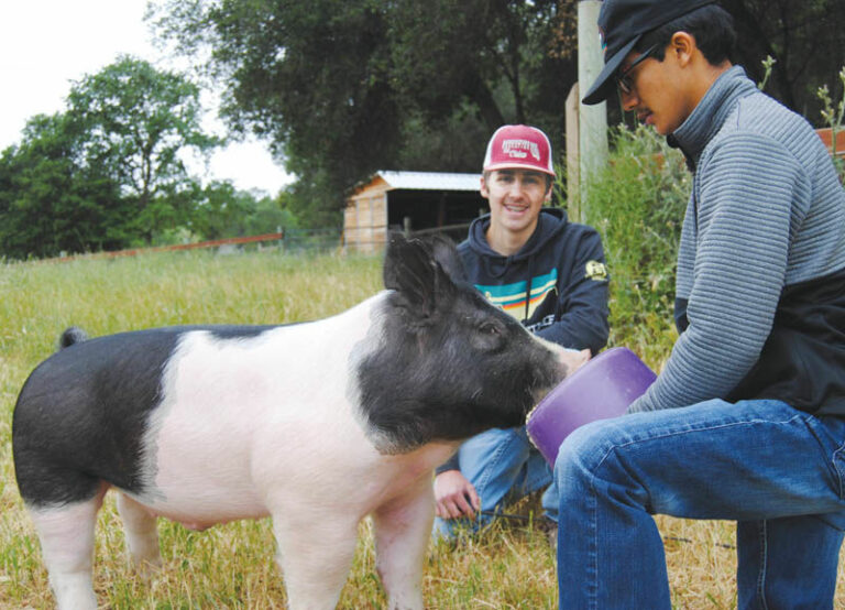 FFA chapter and boosters putting on HTOWN Livestock Expo