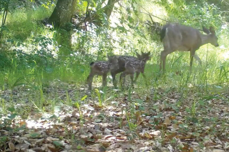 Cleaner air and more wildlife activity as humans stay home