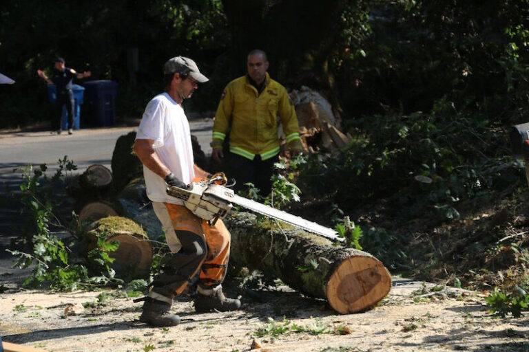 Tree limb loss blocks Elphick Road