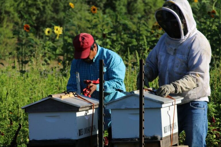 New bees are buzzing in Healdsburg