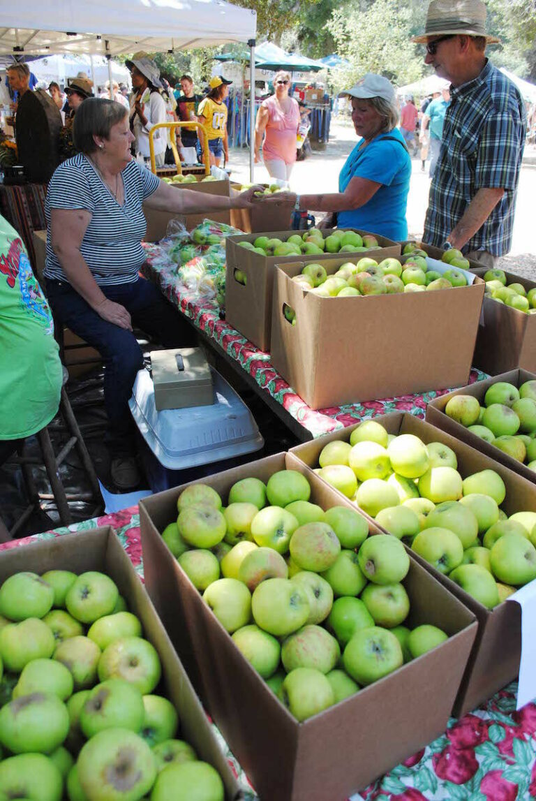 This year’s Gravenstein harvest is a drive-by affair