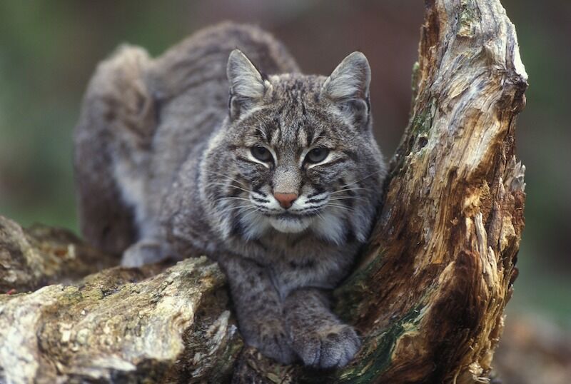 What is the difference in mountain lions and bobcats?