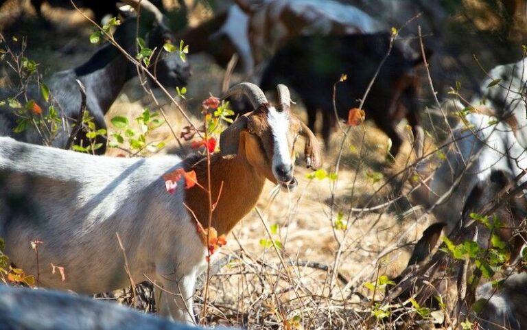 Caltrans deploys herd of goats for fire fuel management along Highway 101