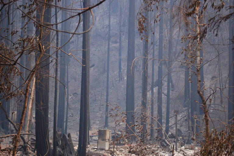 California’s ancient ‘asbestos’ forests no longer seem immune