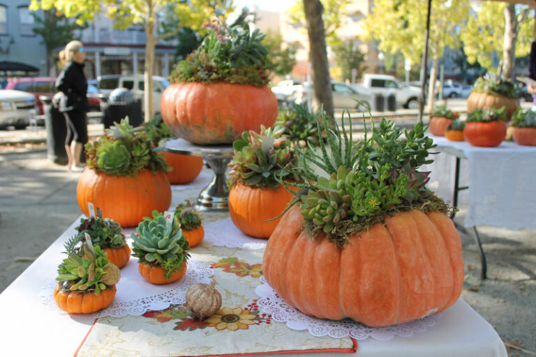 Succulent Pumpkin sale goes online for 2020