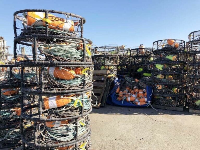 Commercial Dungeness season delayed, will open after Thanksgiving