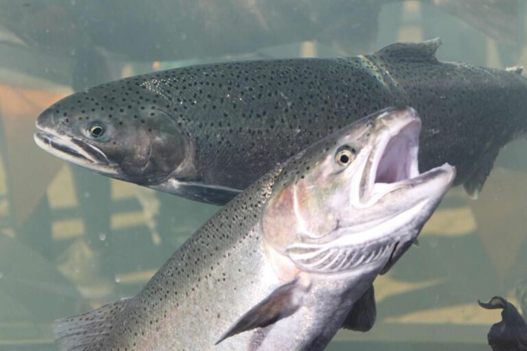 2021 Steelhead Festival canceled due to COVID