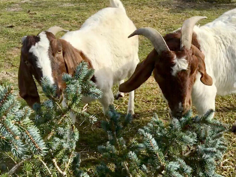 Wondering what to do with your Christmas tree?