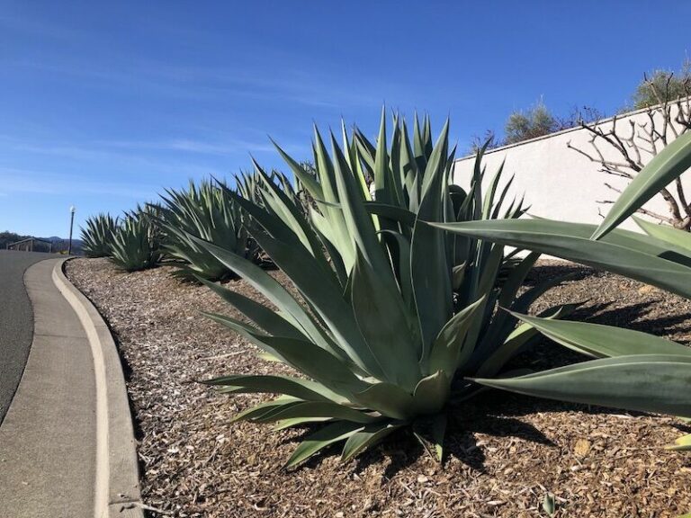 This Week in H’burg: Century plant, Agave americana