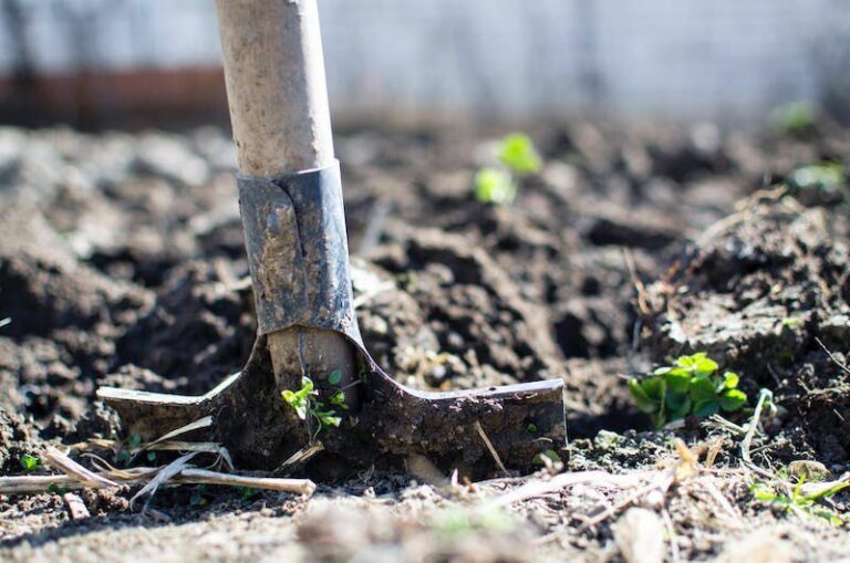 Garden club scholarships opening to current or future SRJC students