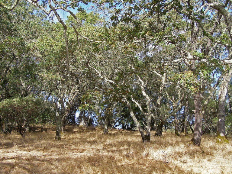 Sonoma County Conservation Action group aims to create oak tree clearing moratorium