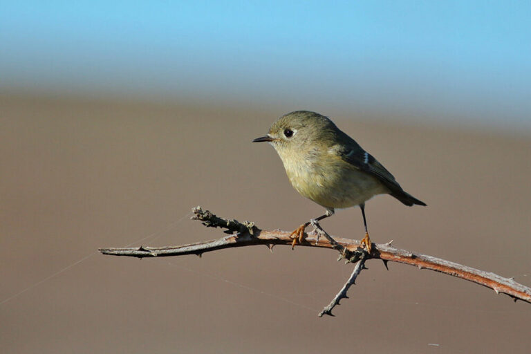 How to look at a bird: A primer for would-be birders