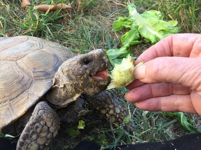 Sebastopol’s mayor has had the same pet – a tortoise – for 56 years