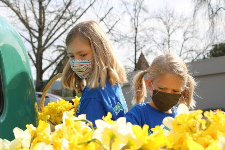 Daffodil day continues in Cloverdale