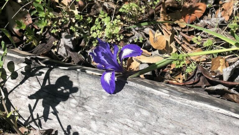 This Week in H’burg: Spring has sprung, wild iris