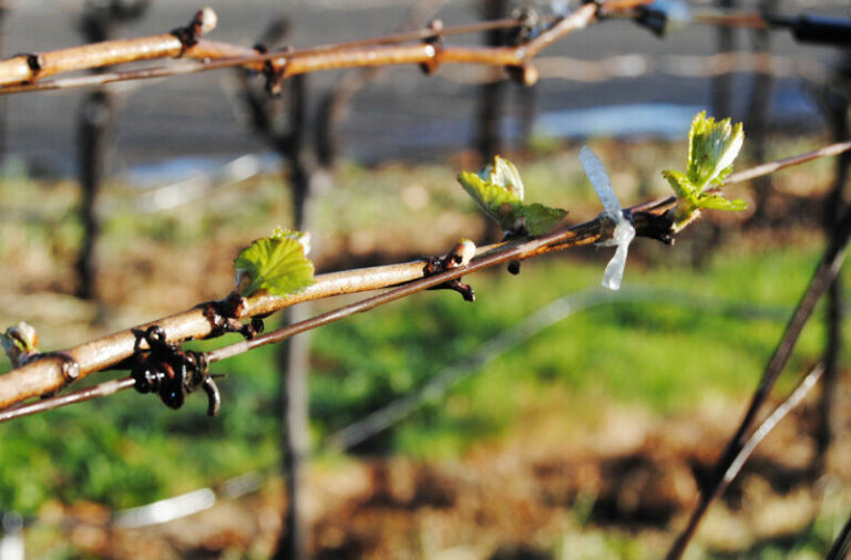 Green shoots in area vineyards signal start of springtime later this week