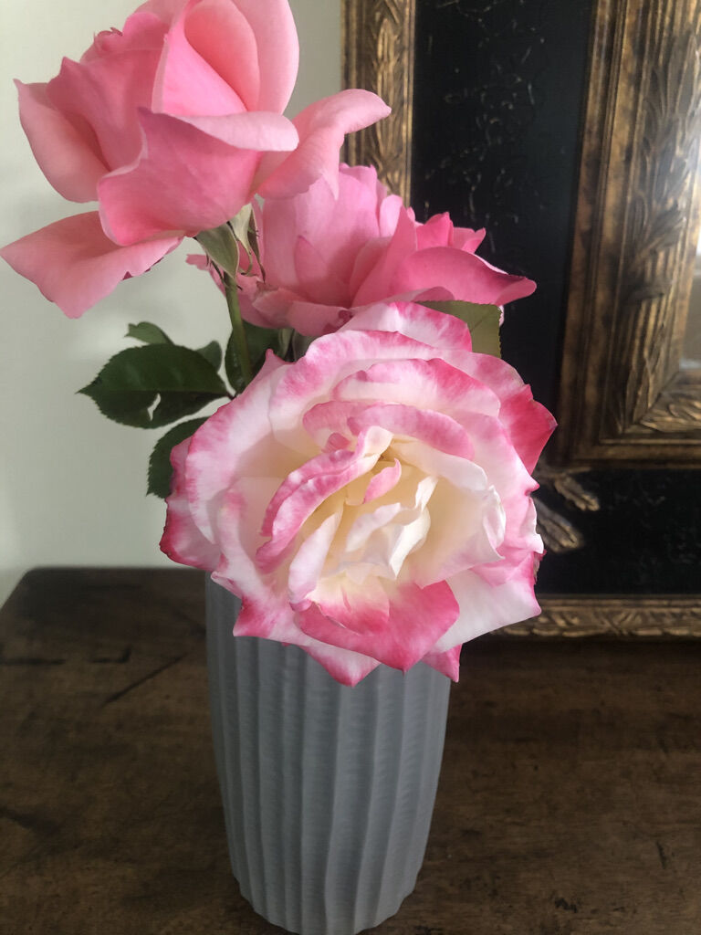 This Week in H’burg: Roses