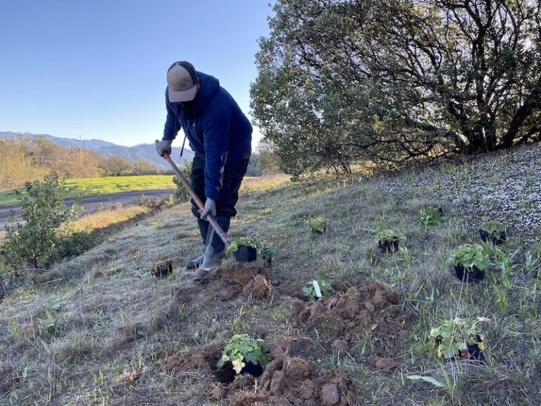 Jordan Vineyard & Winery embarks on multi-year plan to craft a habitat for pollinators