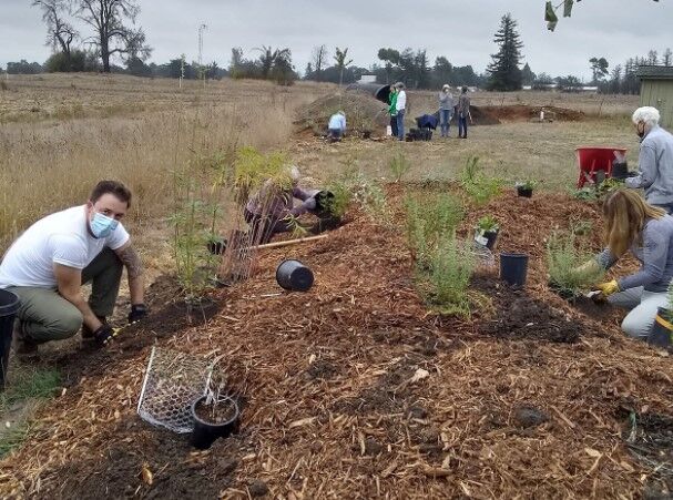 A hedgerow grows at the Sebastopol Grange