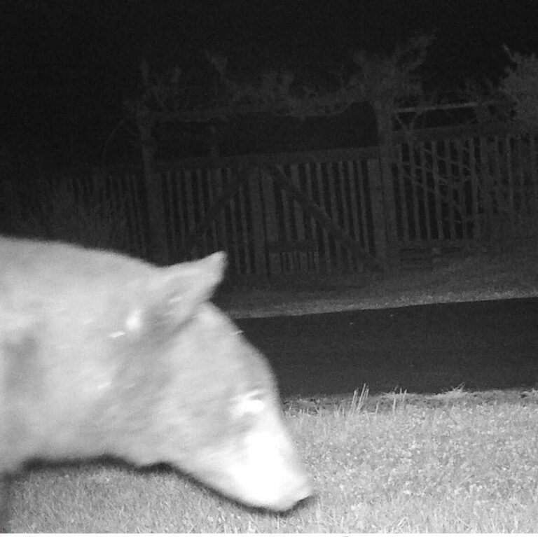 Sebastopol gets a ‘beary’ unique visitor