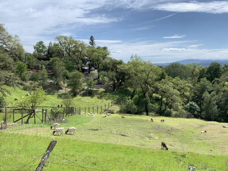 Goats are coming to graze to reduce fire fuels at Fitch Mountain and Healdsburg Ridge