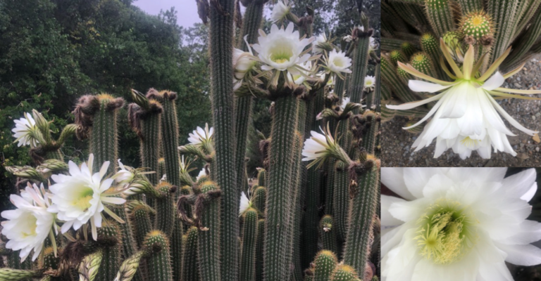 This Week in H’burg: Organ pipe cacti