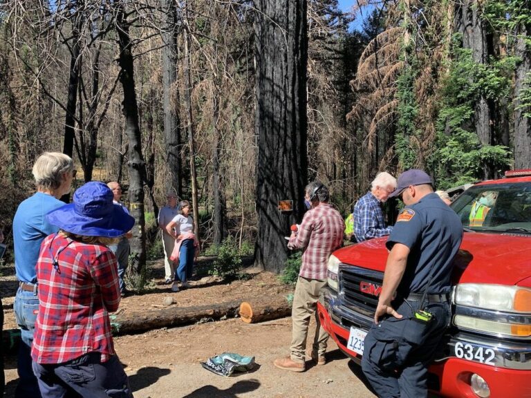 Protecting what’s left: Mill Creek property owners voice concern over redwood tree removal