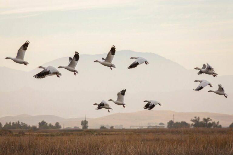 Winged warning: Migrating birds hit hard by California’s drought