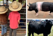 Kids and livestock enjoy the day at the Future Farmers of America country fair.